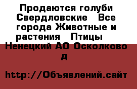 Продаются голуби Свердловские - Все города Животные и растения » Птицы   . Ненецкий АО,Осколково д.